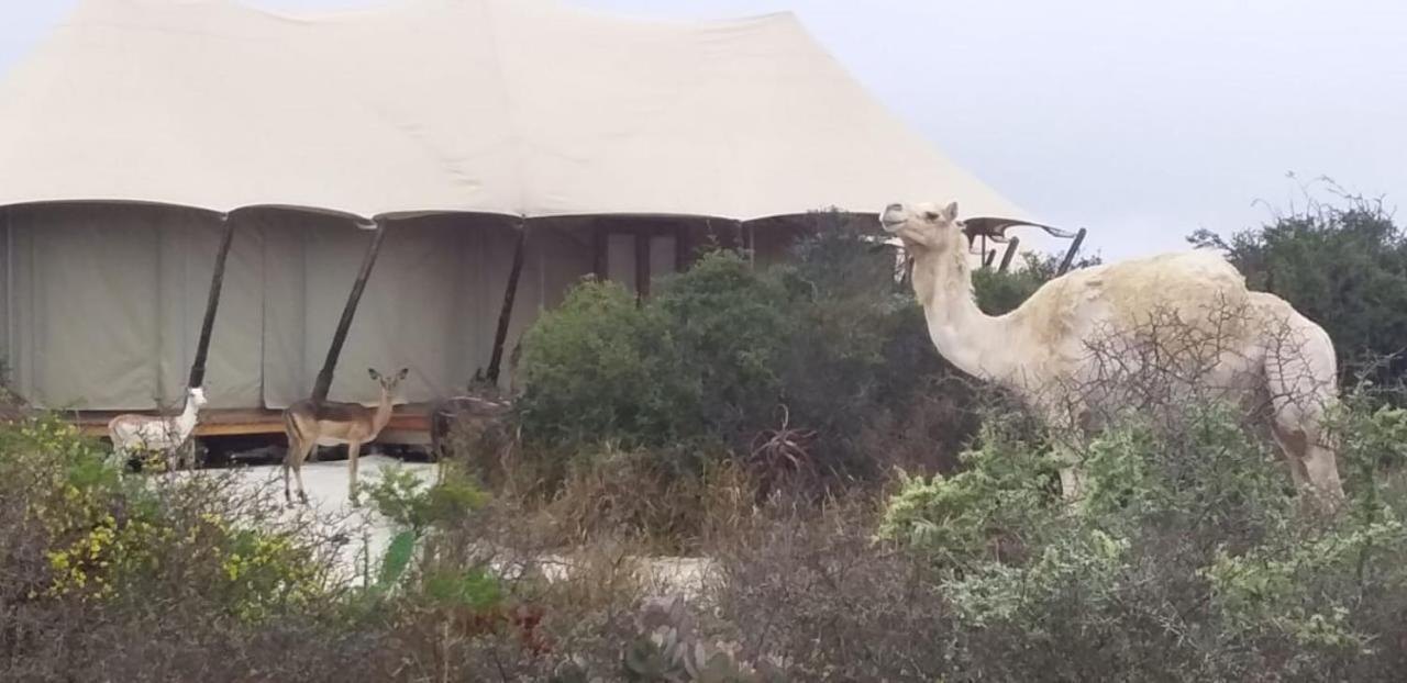 Parkview Safari Lodge 콜체스터 외부 사진